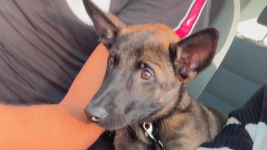 Il cane Drago prima rapito e poi riconsegnato alla famiglia