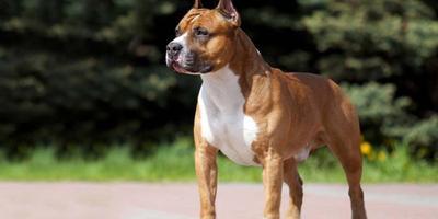 Cane mordace? La padrona deve studiare per avere il “patentino”