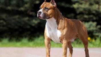 Cane mordace? La padrona deve studiare per avere il “patentino”
