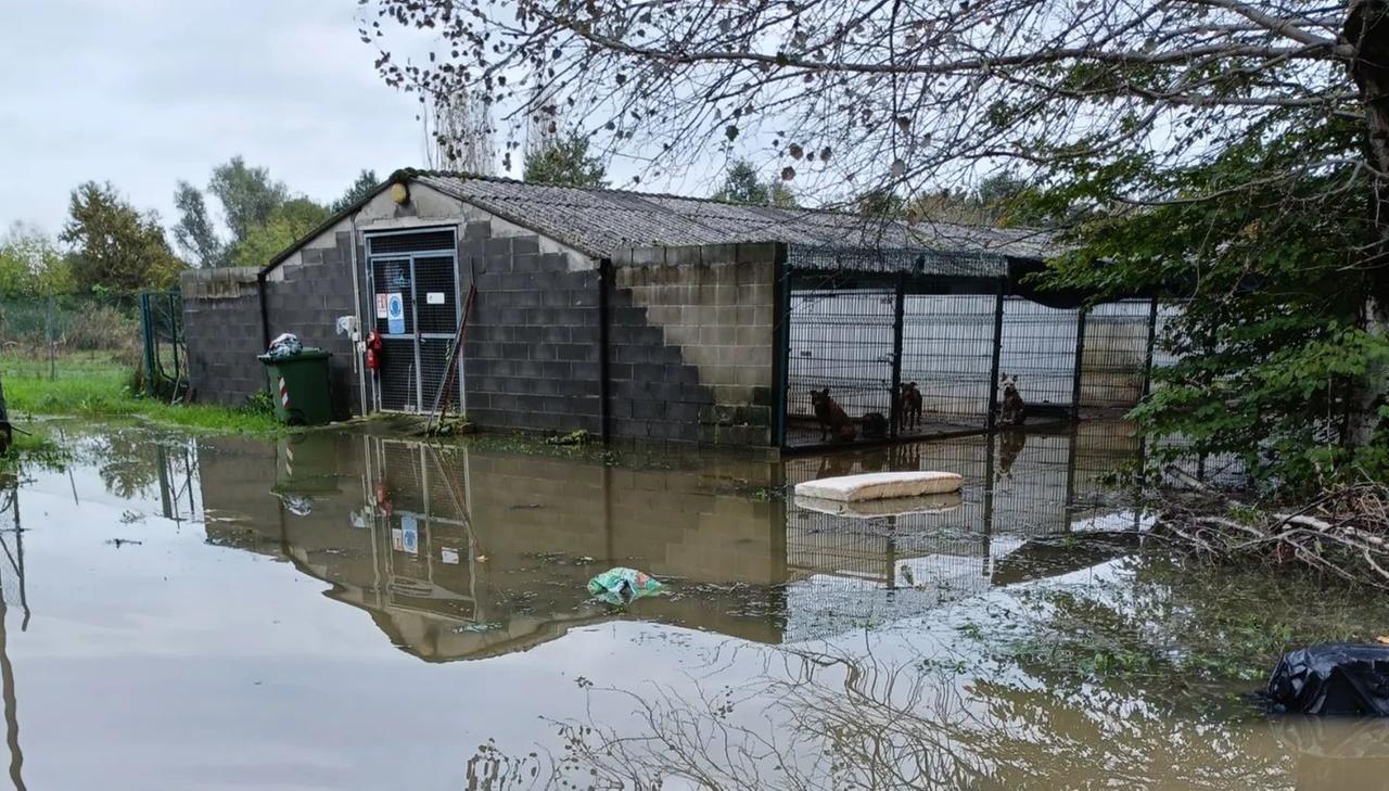 Alluvione, raccolti 35mila euro di aiuti per il canile di Reggio Emilia
