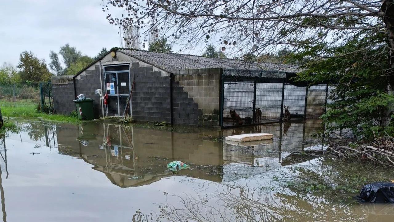 Alluvione, raccolti 35mila euro di aiuti per il canile di Reggio Emilia