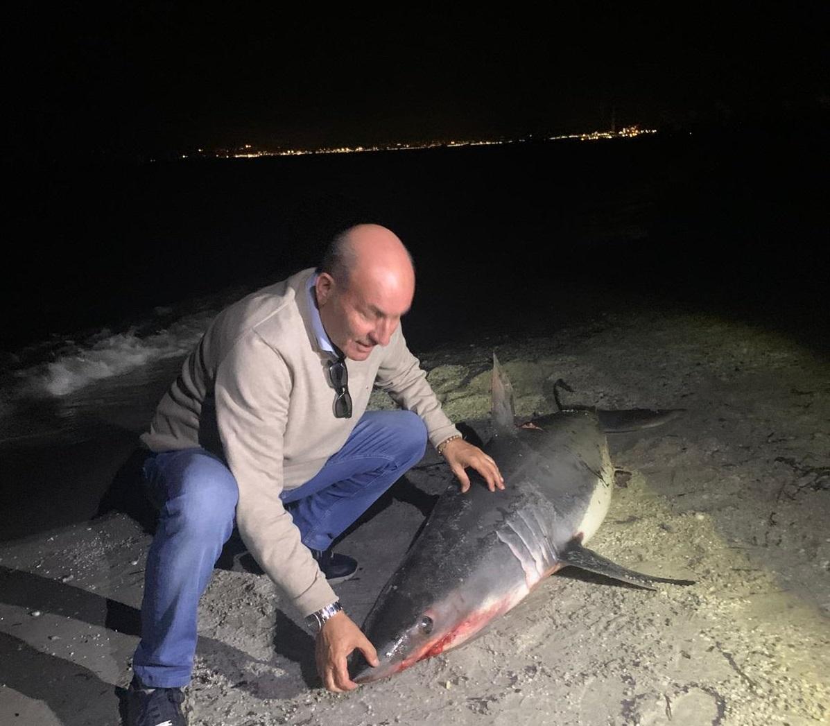 Uno squalo Mako lungo due metri spiaggiato a Stintino