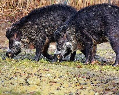 Versilia, la Forestale apre un’indagine sulle battute di caccia ai cinghiali