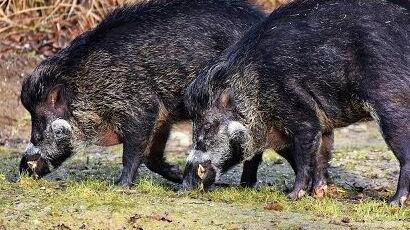 Versilia, la Forestale apre un’indagine sulle battute di caccia ai cinghiali