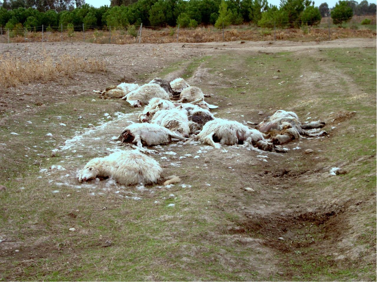 Due focolai di Lingua blu a Nuoro: quattro carcasse tra Corte e Tuccurutai