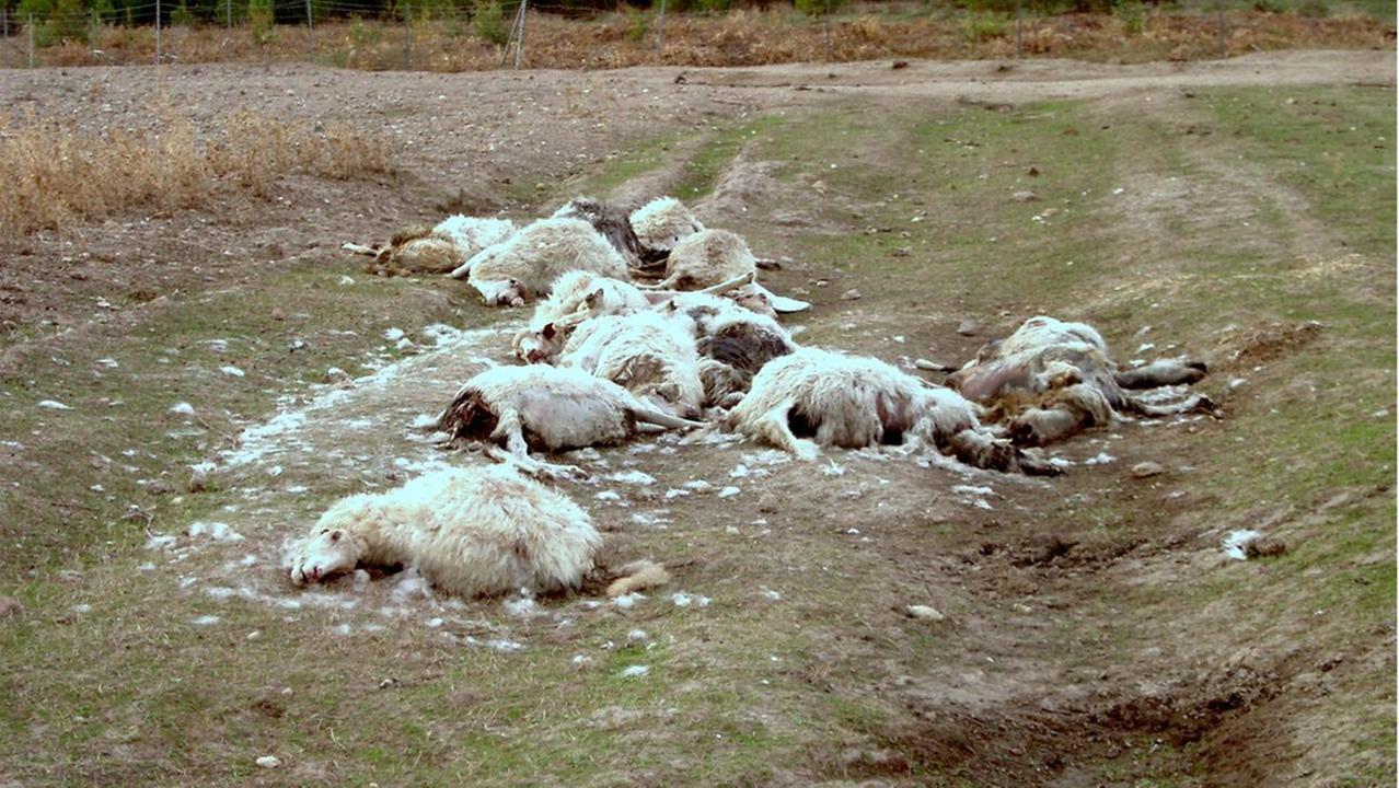 Due focolai di Lingua blu a Nuoro: quattro carcasse tra Corte e Tuccurutai