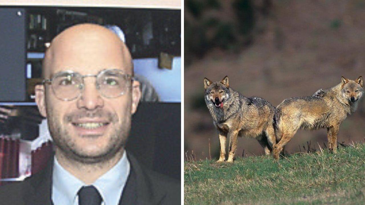 Simone Rusci presidente del Parco della Maremma e due esemplari di lupo (foto d’archivio)