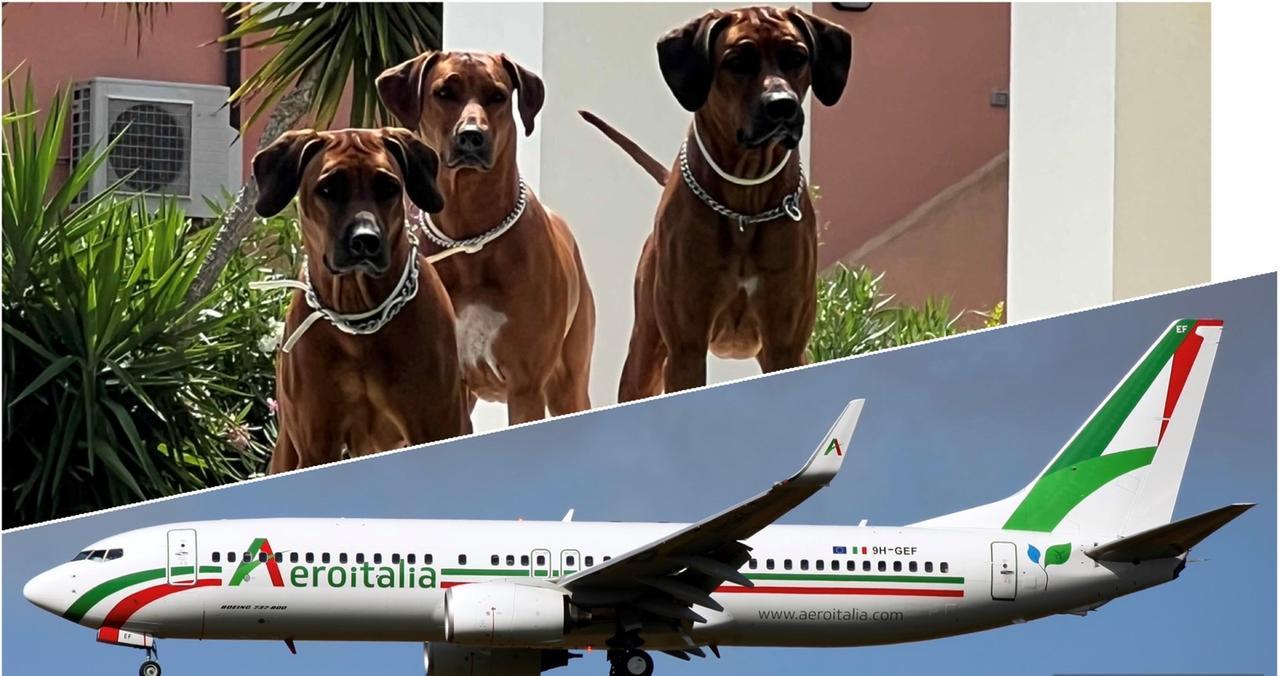 Continuità territoriale, su alcuni voli vietato viaggiare con i cani