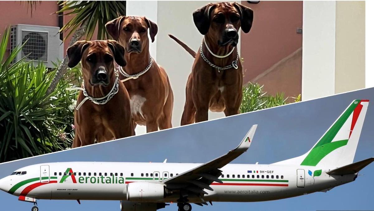 Continuità territoriale, su alcuni voli vietato viaggiare con i cani