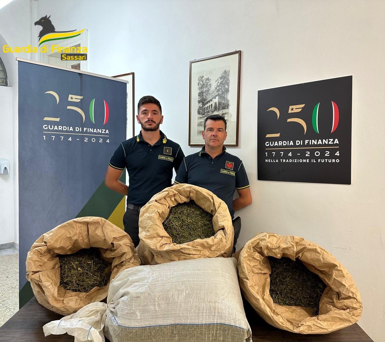 Sequestrati 14 chili di marijuana in un’ azienda agricola: un denunciato