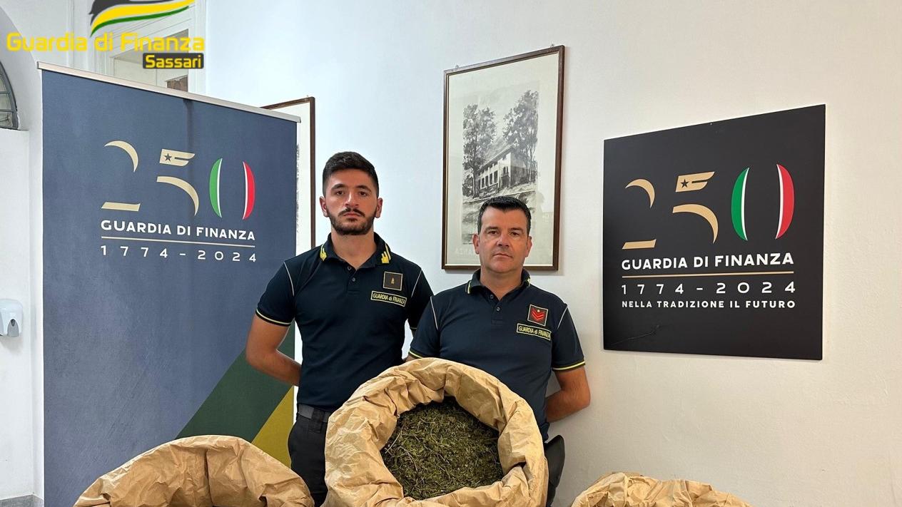 Sequestrati 14 chili di marijuana in un’ azienda agricola: un denunciato