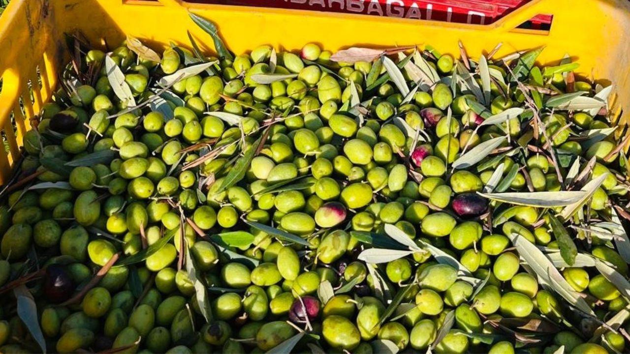 Stagione complicata per l'olio in Toscana