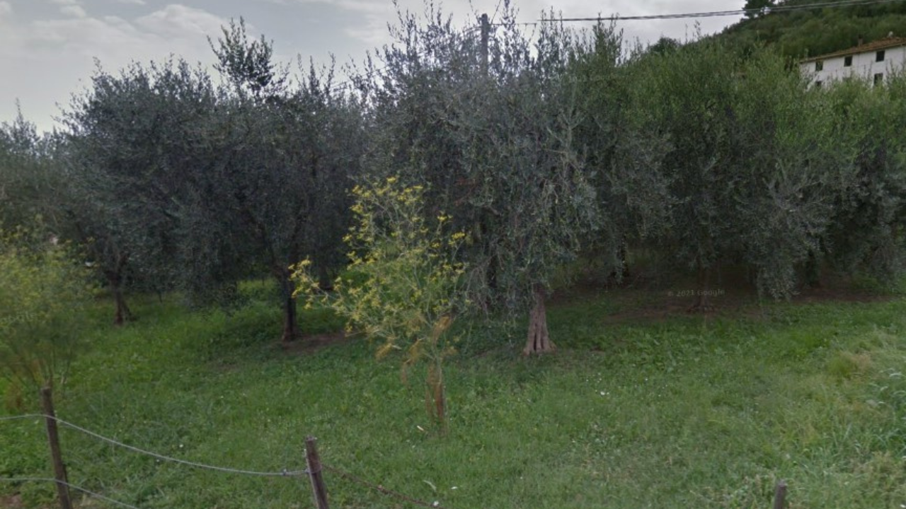 Un campo di ulivi lungo via di Valle ad Asciano nel territorio San Giuliano