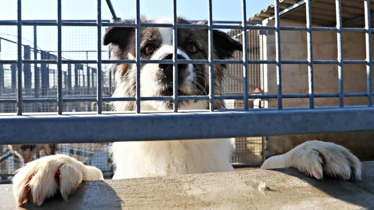 Santa Bianca di Bondeno, trenta cani in un capannone: scoppia la rabbia animalista ma il rifugio è in regola