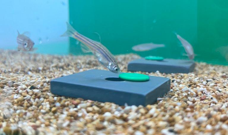 Zebrafish impegnato nella risoluzione del puzzle (Behavioural Biology Lab)