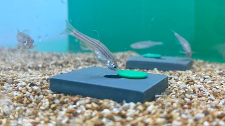 Zebrafish impegnato nella risoluzione del puzzle (Behavioural Biology Lab)