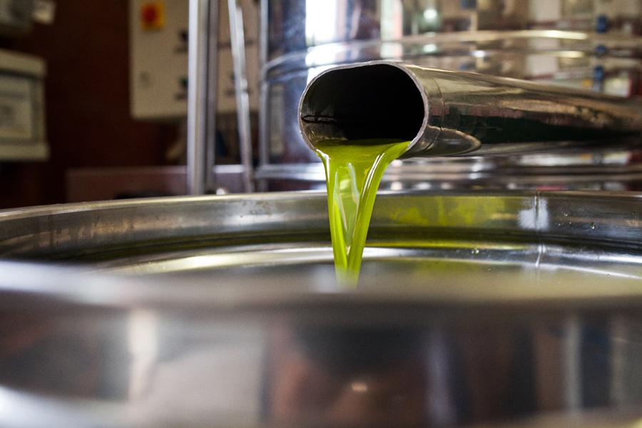 Premio dell’olio extravergine di oliva: la Sardegna punta al podio