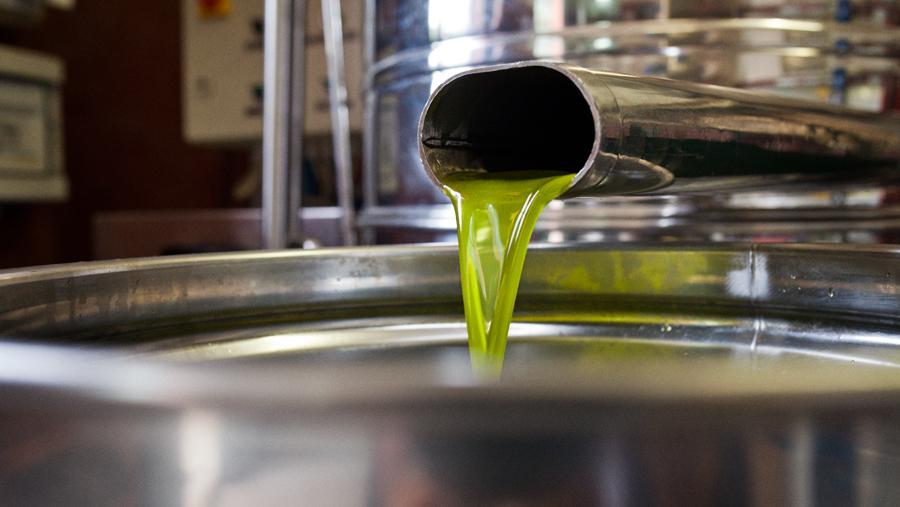 Premio dell’olio extravergine di oliva: la Sardegna punta al podio