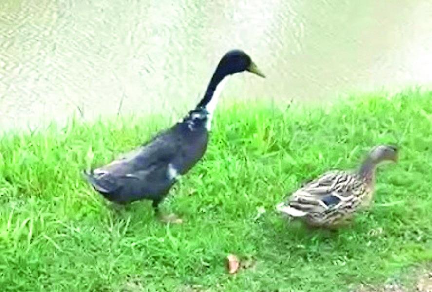 Copparo, morto investito il papero German. Famiglia di anatre spezzata