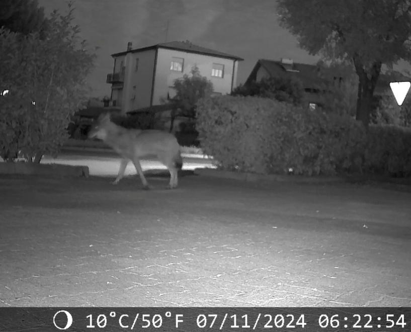 Venturina, il lupo si avvicina alle case e scatta la fototrappola: sempre più avvistamenti – Video
