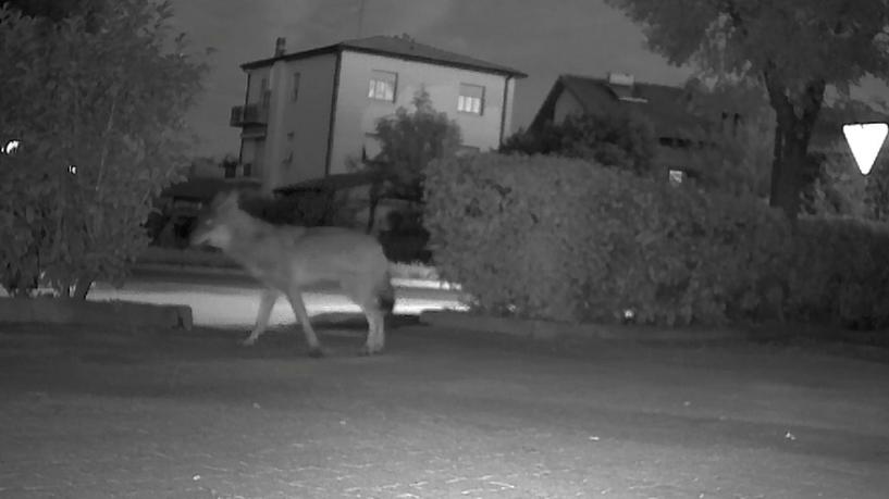 Venturina, il lupo si avvicina alle case e scatta la fototrappola: sempre più avvistamenti – Video