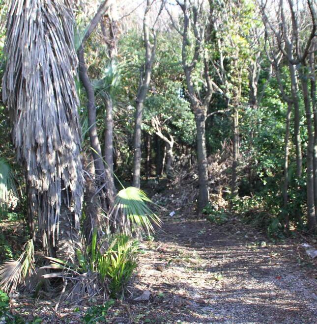 Livorno, per il parco secolare della Ceschina chiuso da mezzo secolo l’apertura è ancora lontana: ecco i motivi<br>
