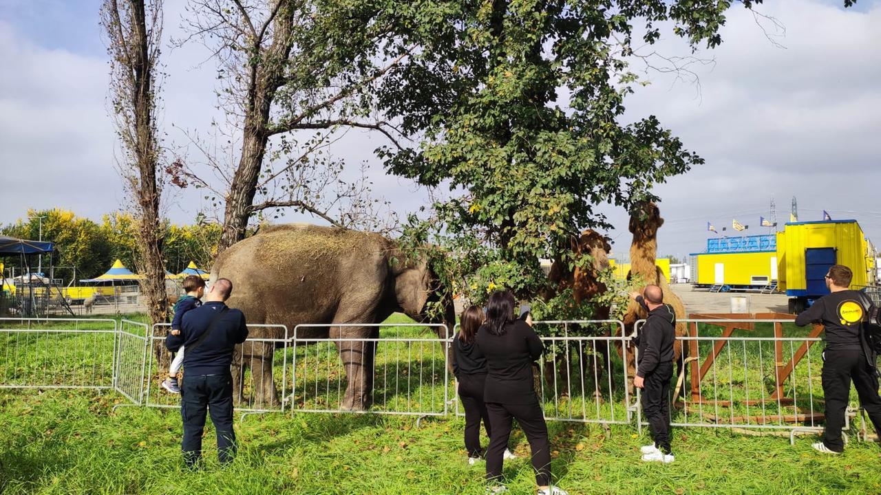 Modena, M5S e Comune contro il Circo Madagascar. Gli organizzatori: «Tutto in regola»