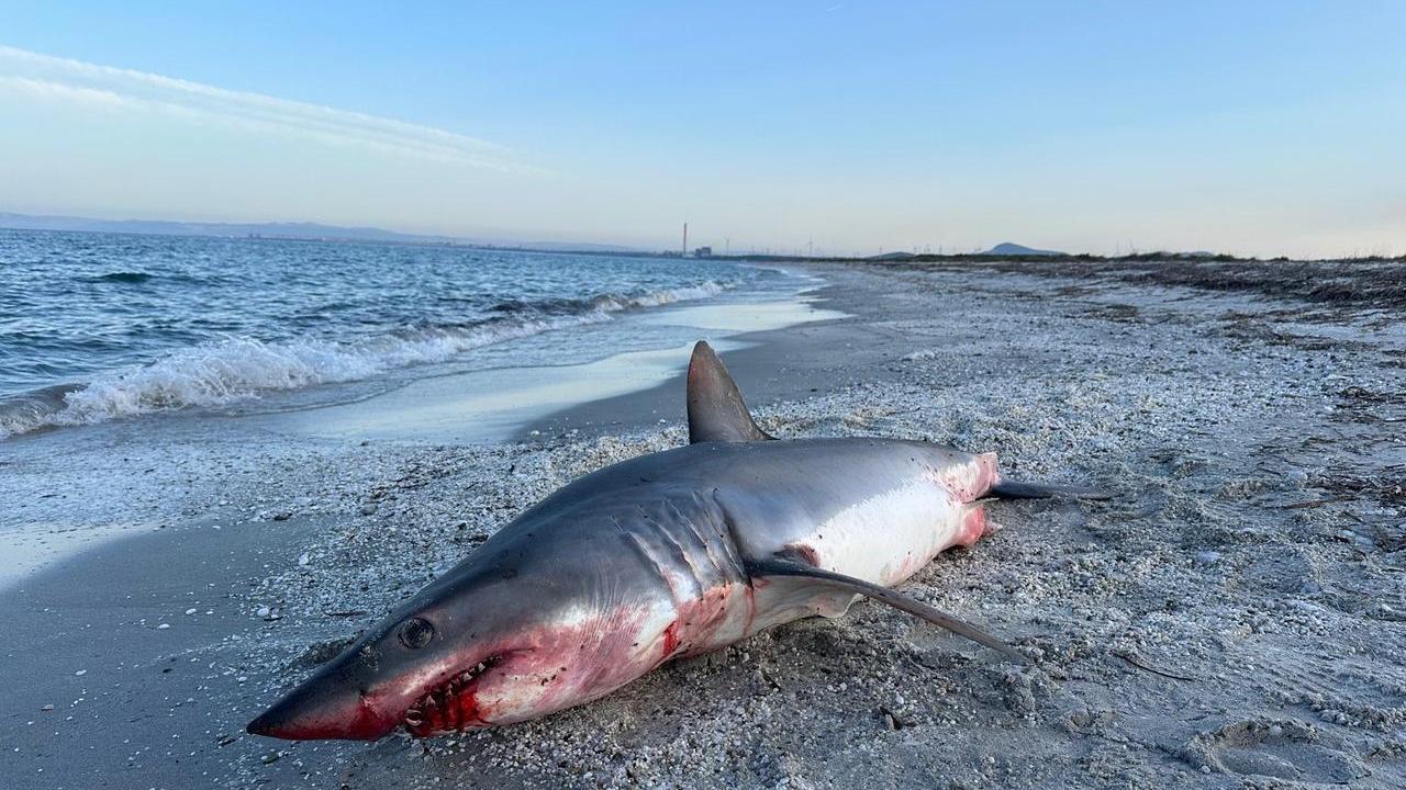 Lo squalo mako spiaggiato a Stintino è stato ucciso da una razza