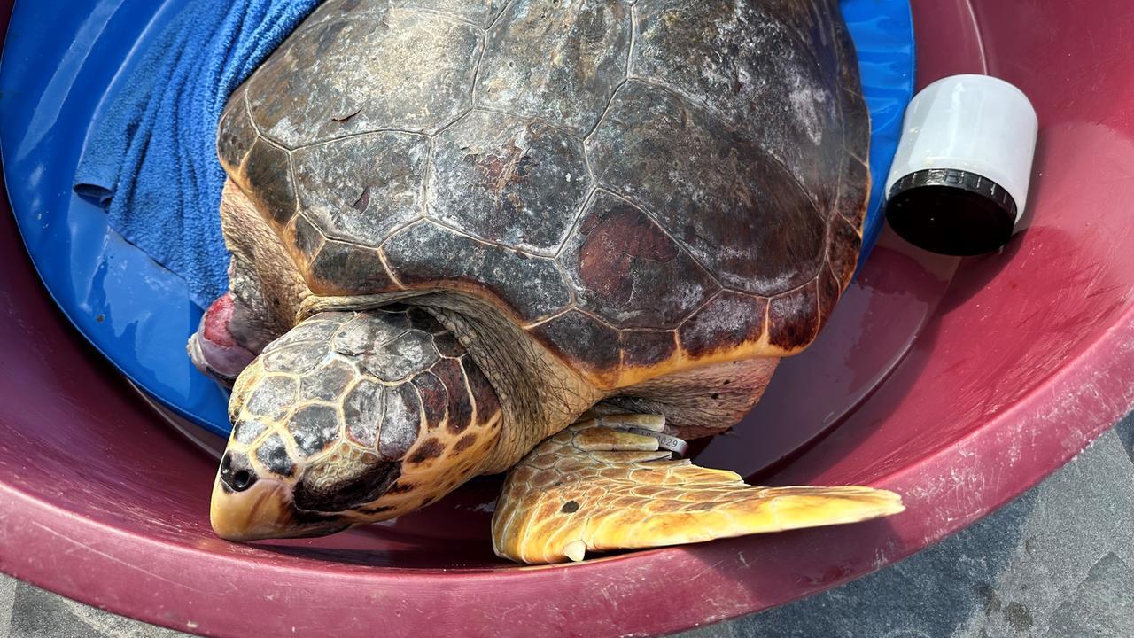 Nel Parco nazionale dell’Asinara curate e rilasciate 150 tartarughe: avvistati delfini, squali, balene e orche