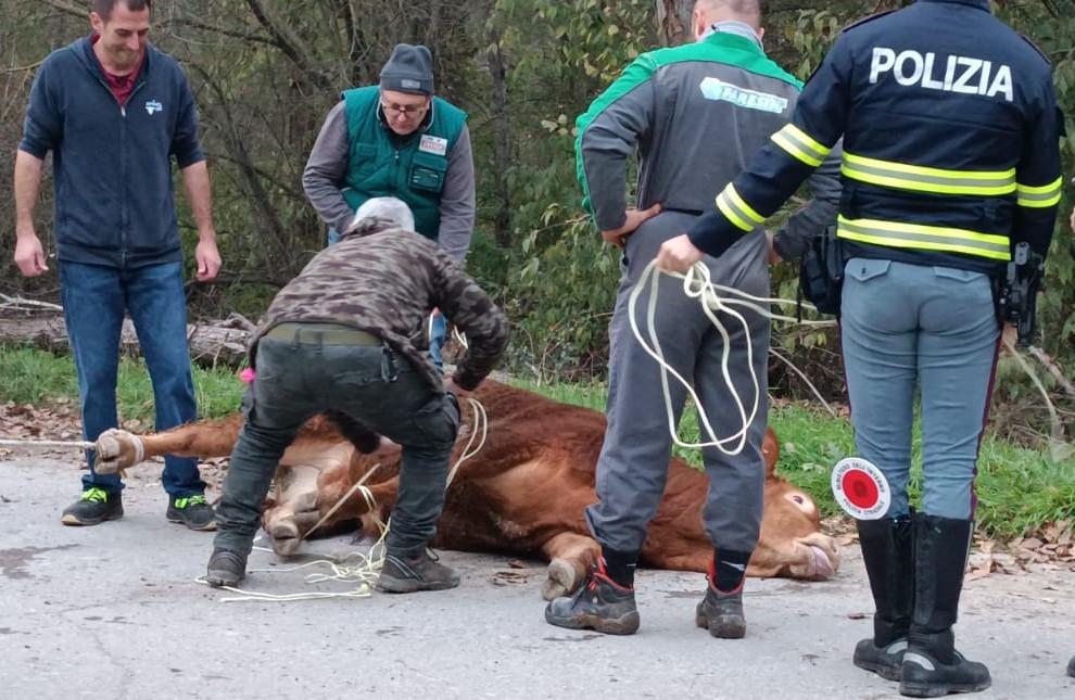 
	Il toro recuperato dopo essere stato sedato

