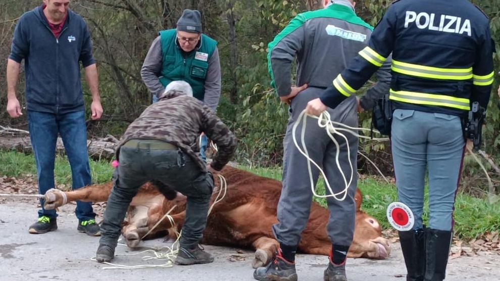 Il toro recuperato dopo essere stato sedato