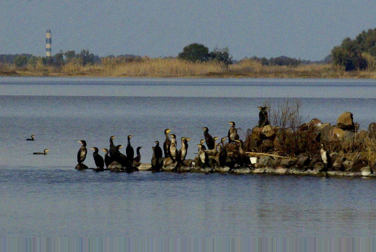 cormorani stagno peschiera