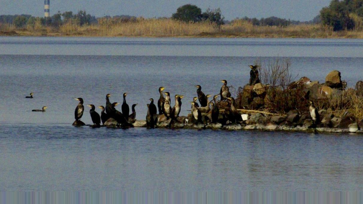 cormorani stagno peschiera