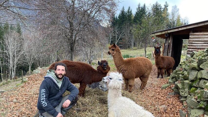 Niccolò Rossi con i suoi esemplari di alpaca