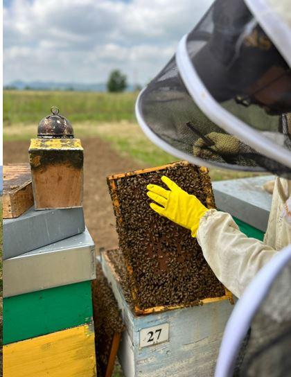 Mielerie Aperte, alla scoperta dei segreti dell’alveare: ecco quali visitare tra Reggio Emilia e Parma