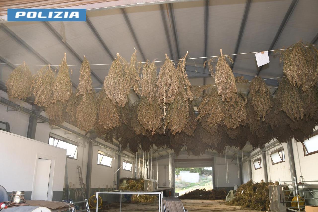 Sequestrata una maxi piantagione di cannabis