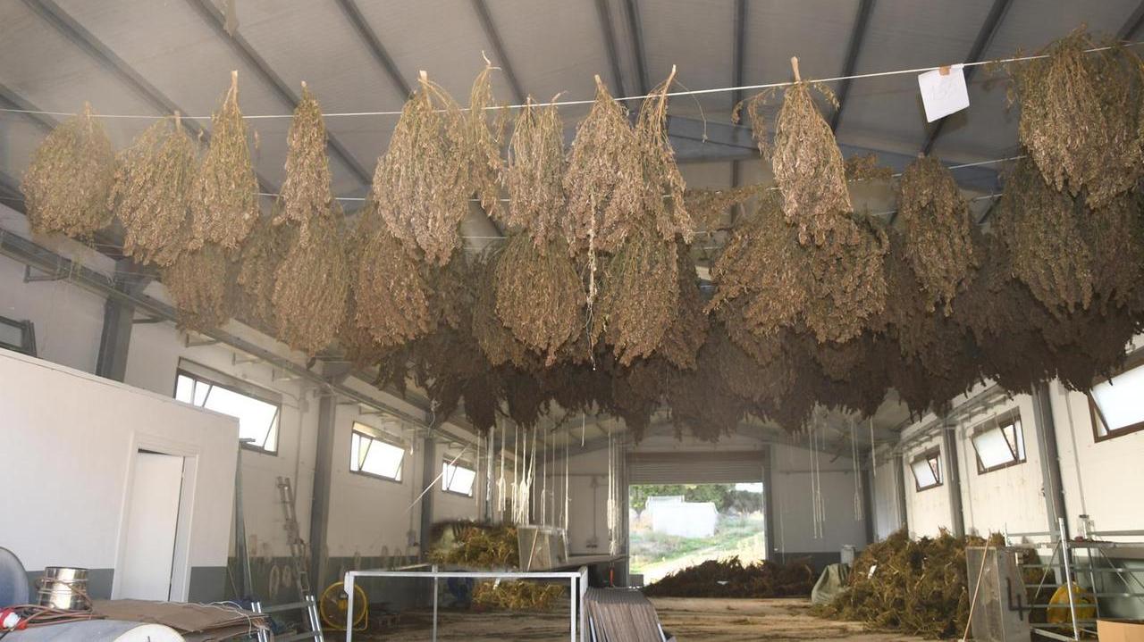 Sequestrata una maxi piantagione di cannabis