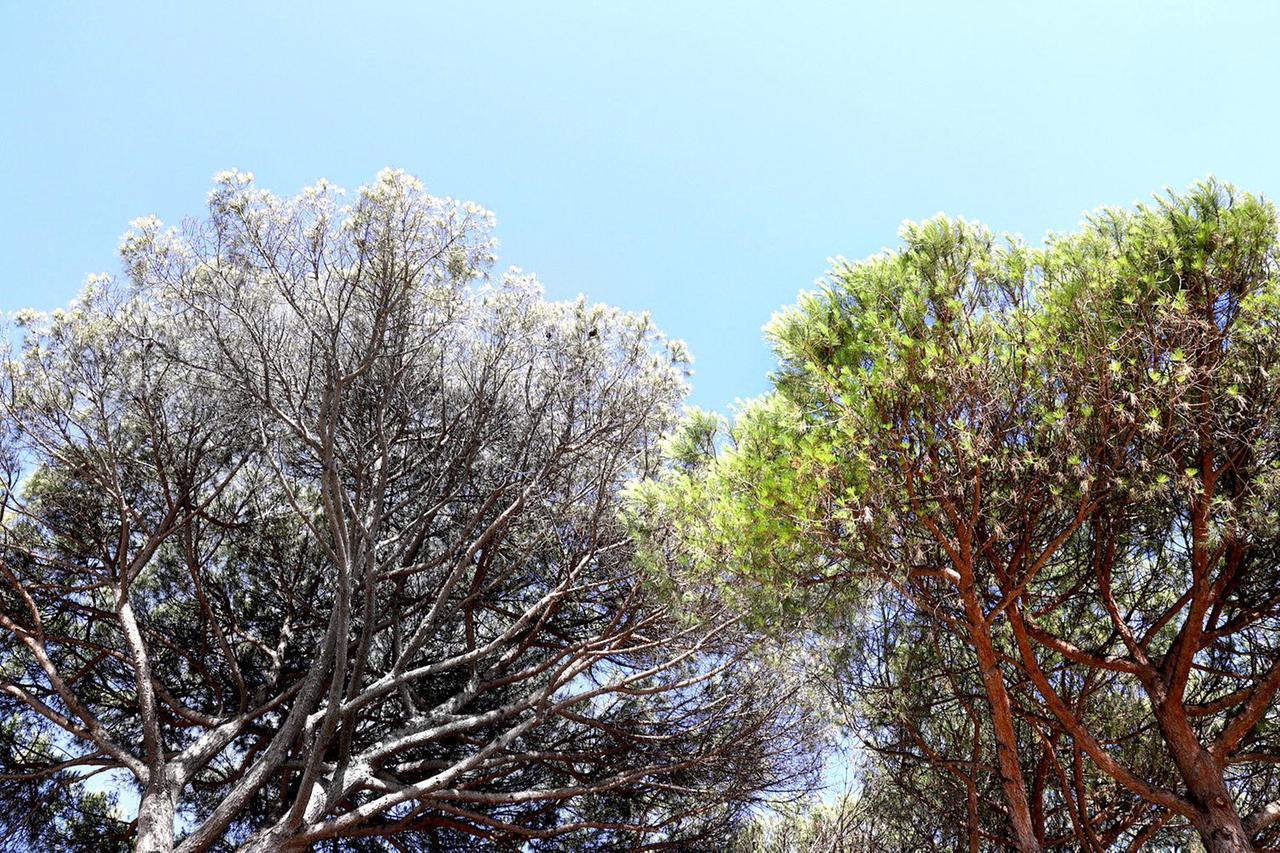 Non possiamo potare pini a causa della cocciniglia