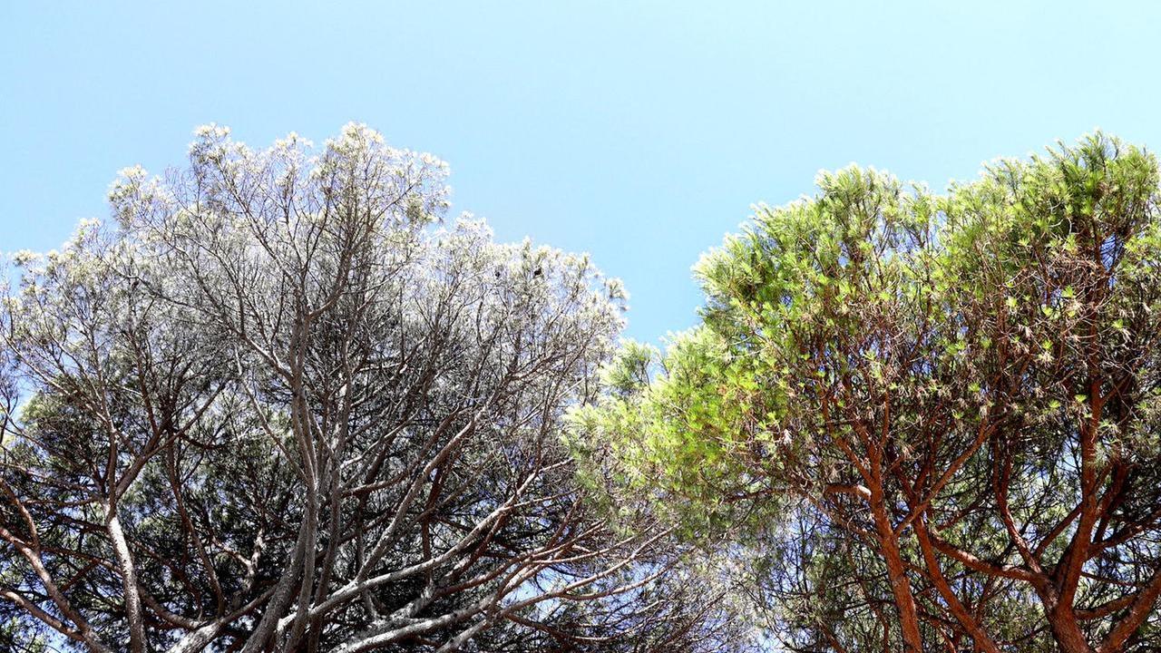 Non possiamo potare pini a causa della cocciniglia