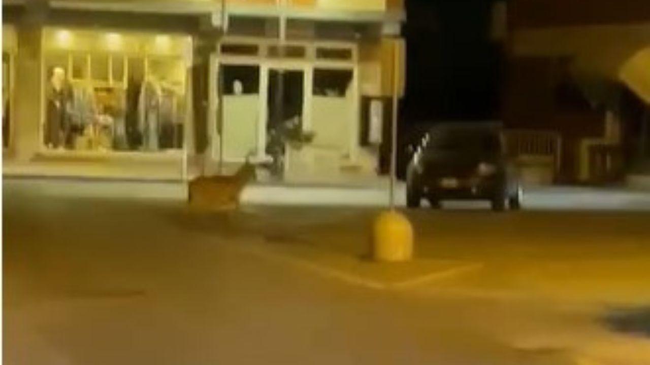 Il lupo in piazza ripreso dal video