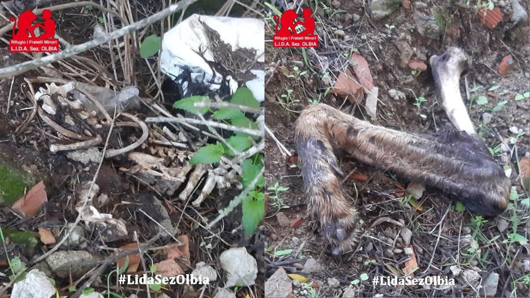 Cane decapitato nelle campagne di Olbia, il corpo fatto a pezzi e bruciato