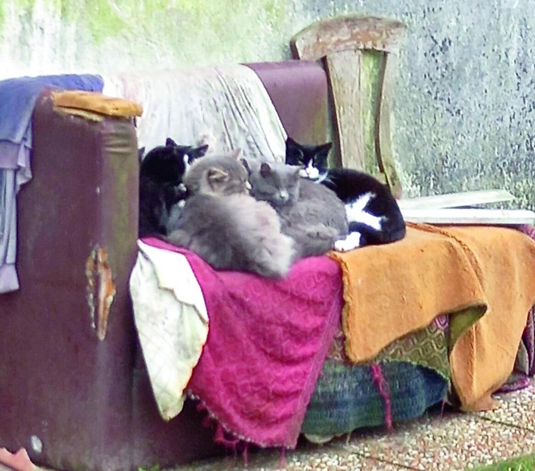 Gatti randagi da curare, l’Unione Valli e Delizie cerca medici veterinari