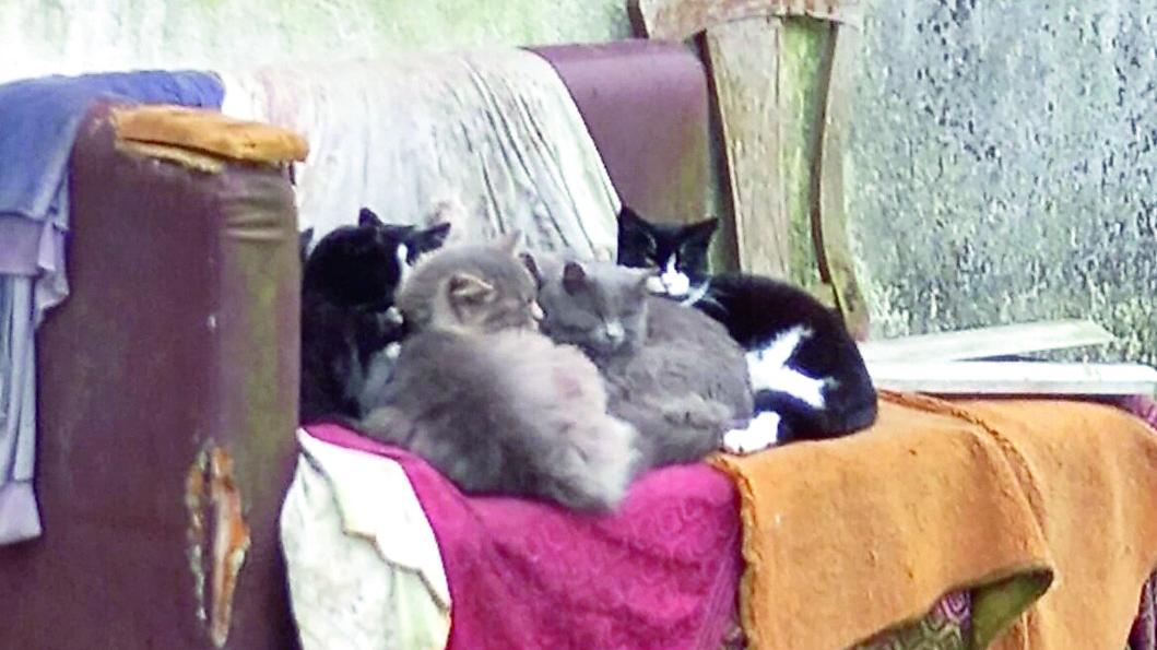 Gatti randagi da curare, l’Unione Valli e Delizie cerca medici veterinari