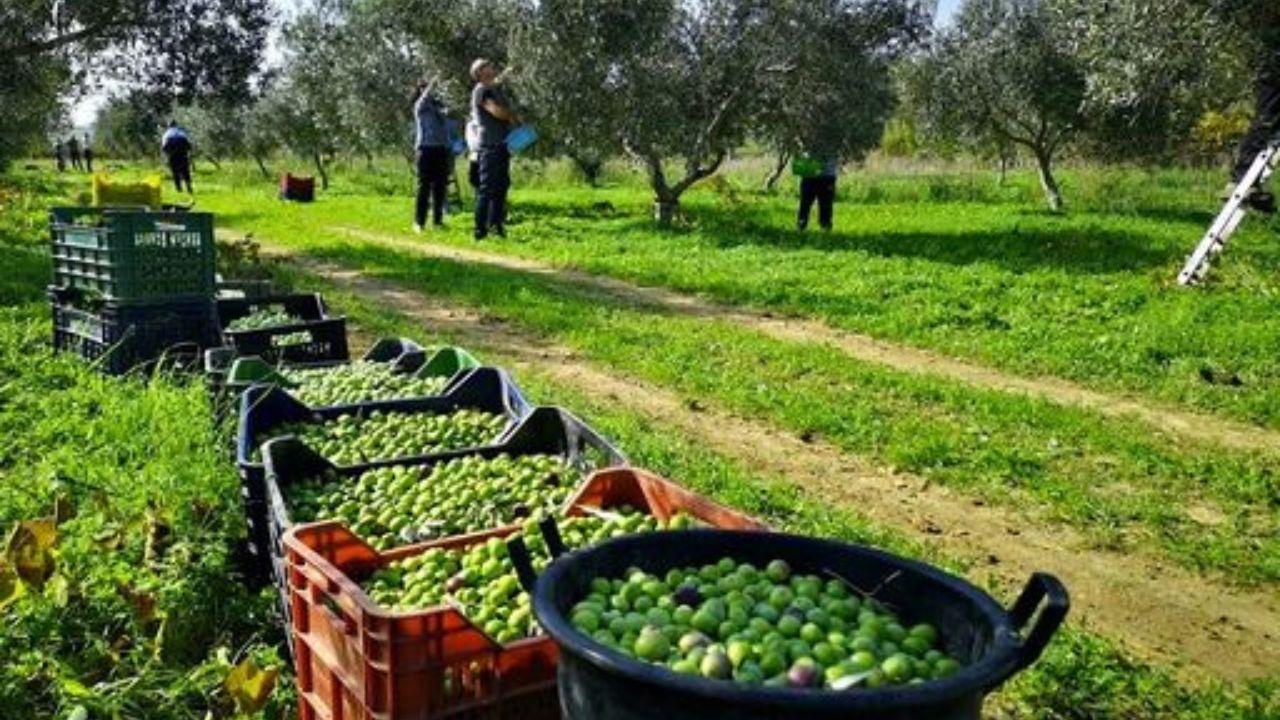 La raccolta delle olive (foto d’archivio)