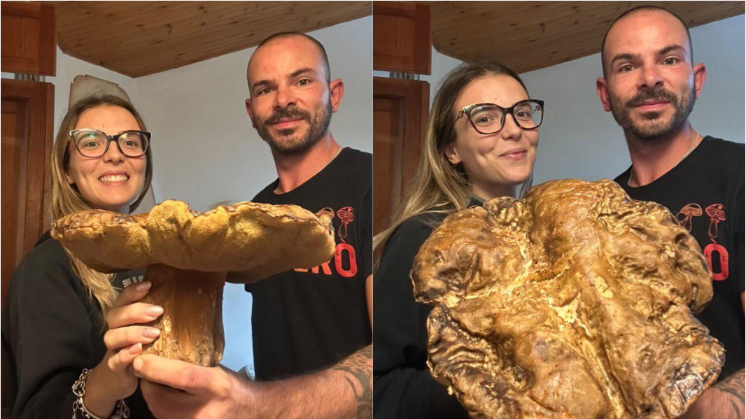 Trovato un super porcino nero: ecco dove e quanto pesa