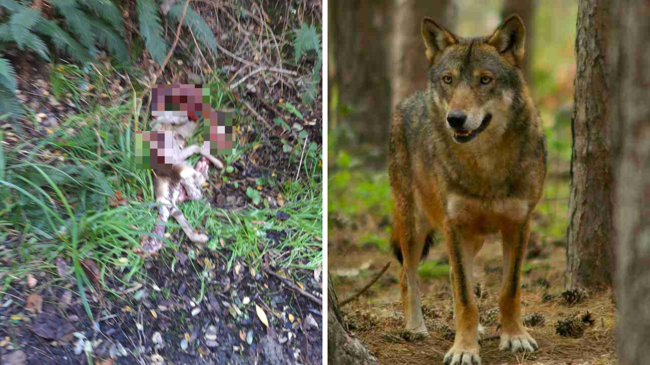 A sinistra la carcassa del piccolo capriolo. A destra un bellissimo esemplare di lupo