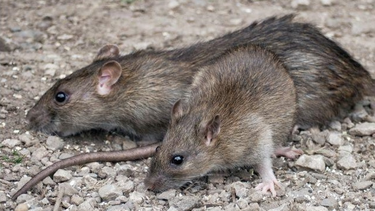 Una coppia di topi