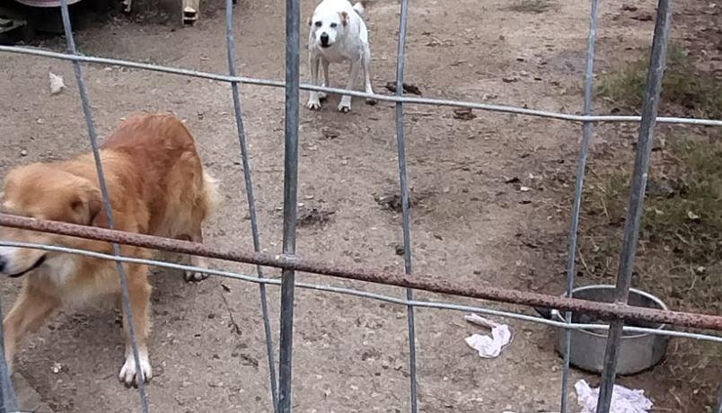 Cani a Santa Bianca, l’associazione: «Pronti ad occuparcene»