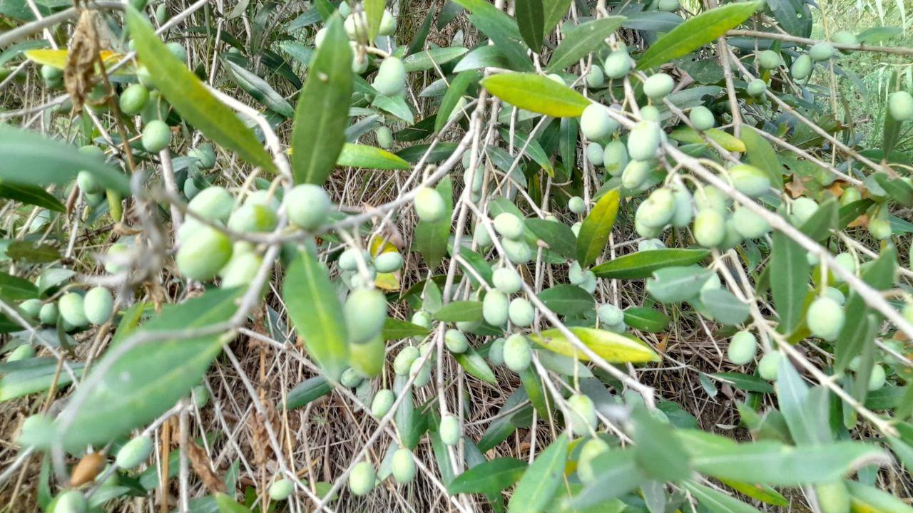 Olio, il punto sulla stagione