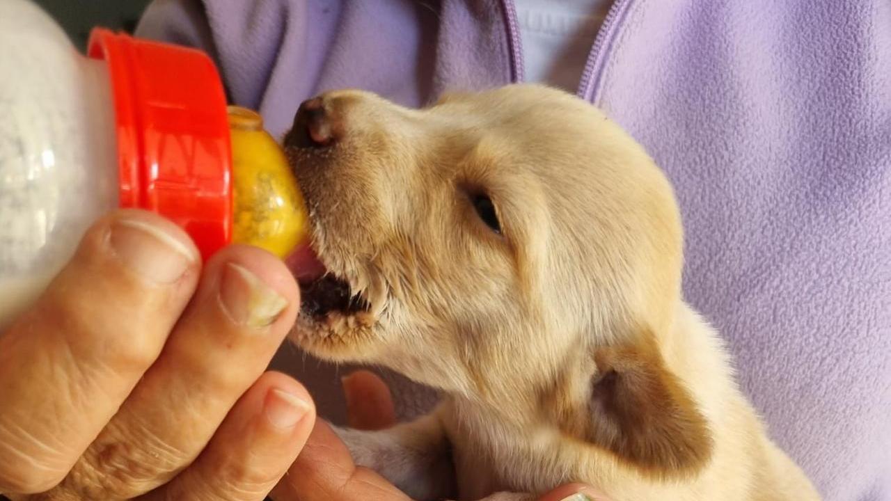 Arzachena, tra canile e cure domestiche, l’impegno dei Randagi di Flora